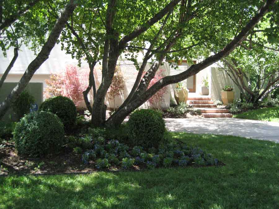 Front Yard