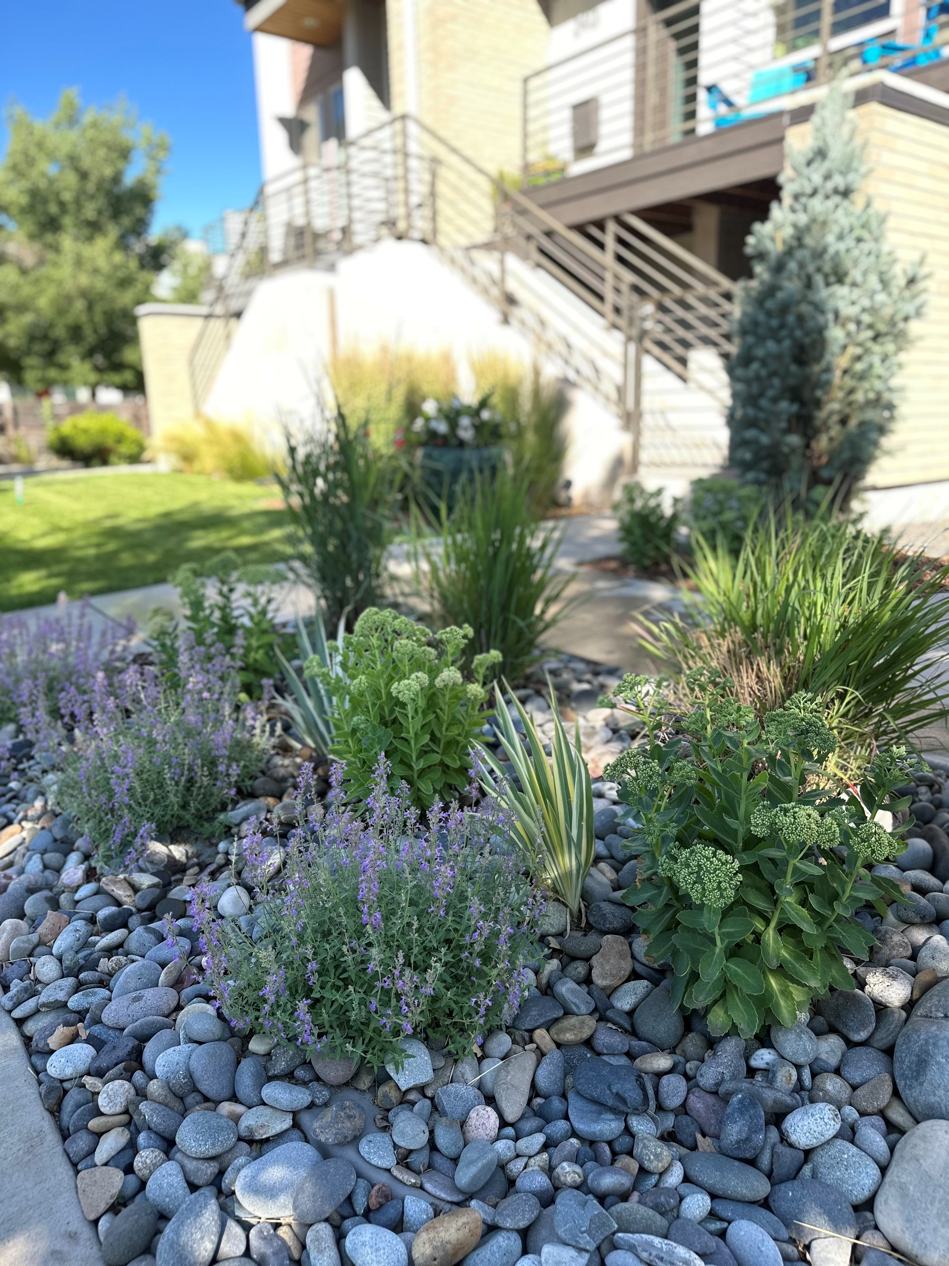 Xeriscape